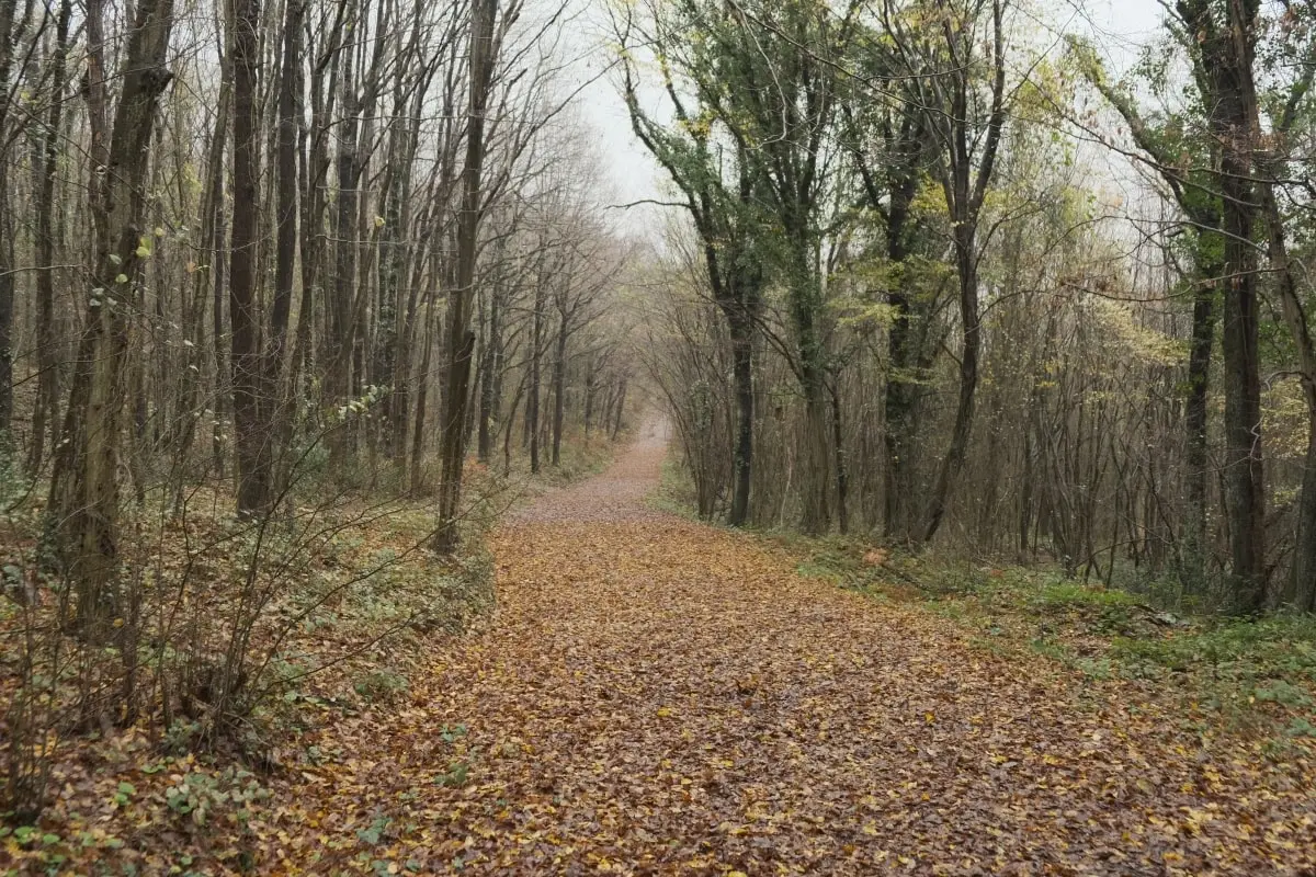 ataturk_arboretum_yol